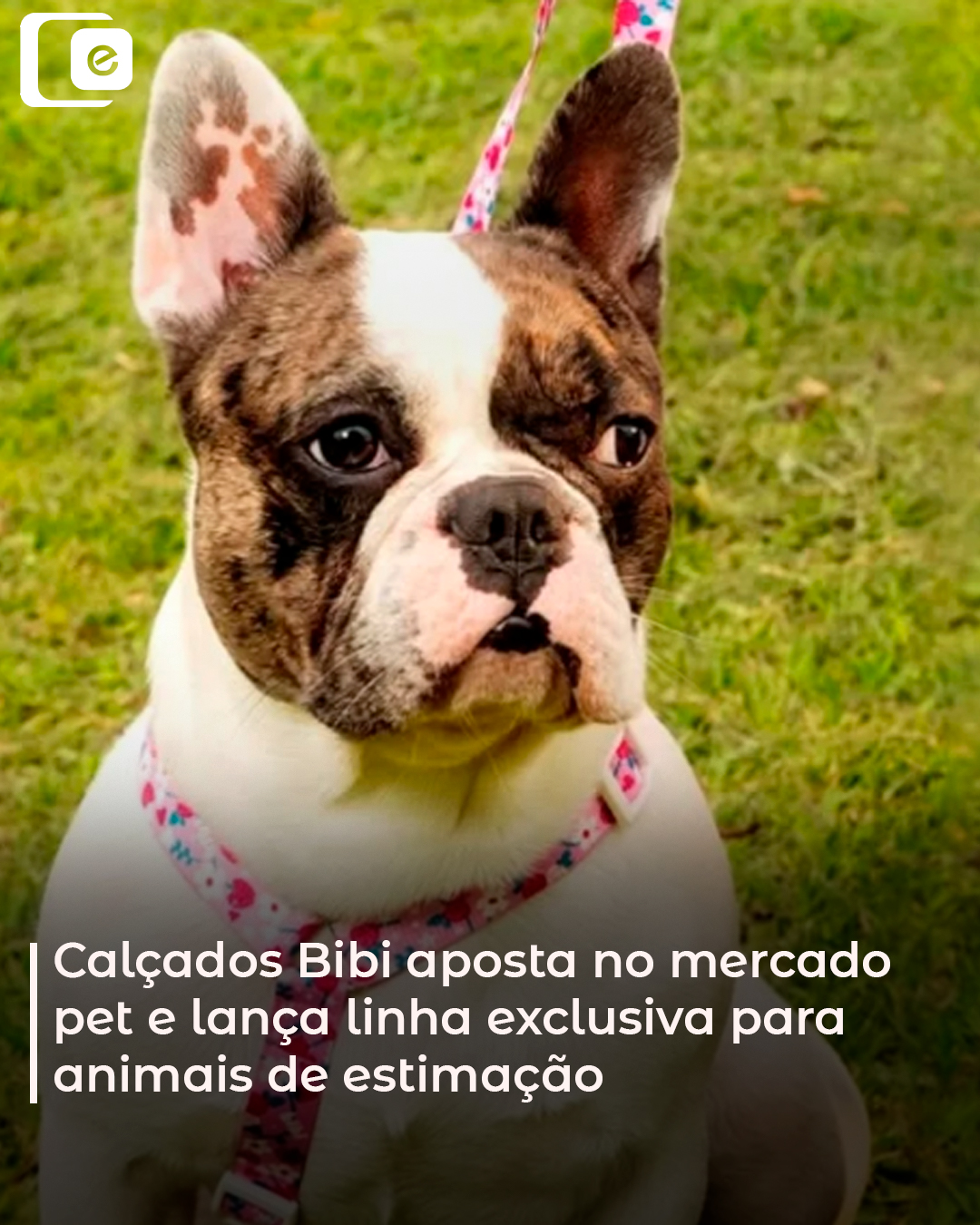 O mercado pet no Brasil segue em crescimento, impulsionado pelo amor e pela conexão cada vez maior entre tutores e seus bichinhos